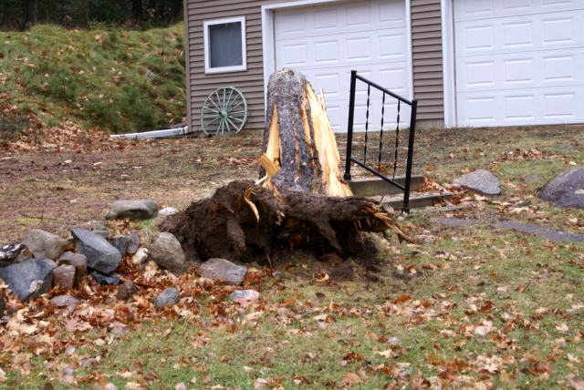 Many trees did not survive the big wind storm a few weeks ago.