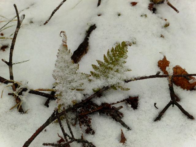 Ferns were not happy.