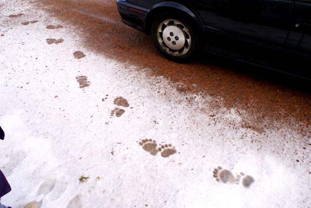 It was confirmed on Saturday morning that Mrs Nemo parked her car a bear's width (about 5 feet) from the bar's front door.  