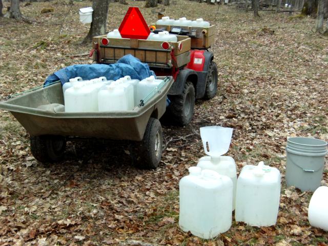 We estimated we could burn through 200 gallons of sap before we ran out of time this weekend.  The 2 to 3 gallons of sap in each maple's bucket made collecting easy (ish).