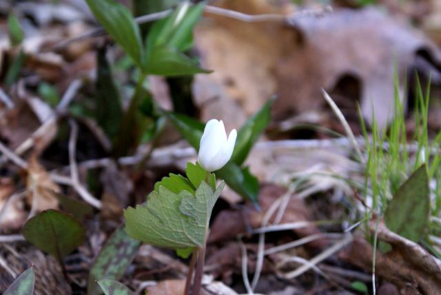 You don't have to look too closely at the forest floor to see that it's coming to life.  No trillium yet, but soon.