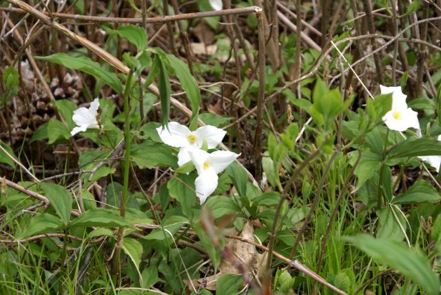And the trillium are working on taking over the forest floor.