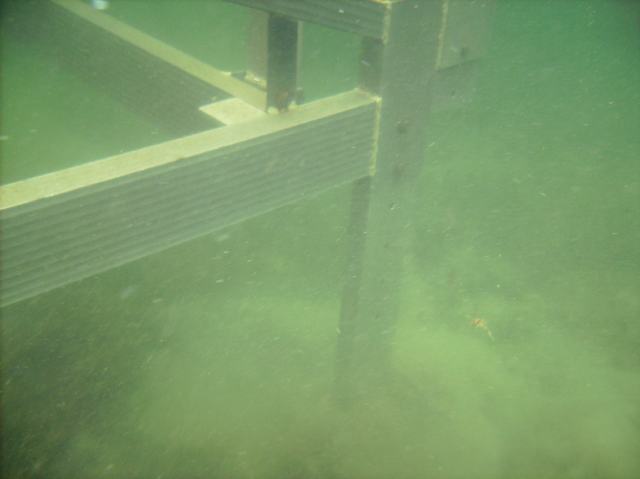 Some of Saturday morning was spend under the lake leveling and stabilizing lifts.  A breeze from the south pushed warmer water north.  Some could argue that 55°F water is not warm, but everything is relative.