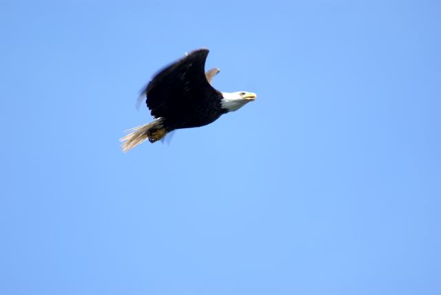 The skies were more eagley and less crowy all weekend.