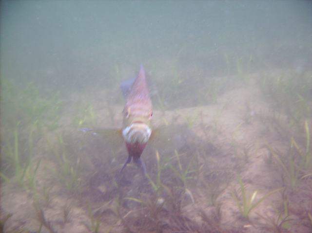 More than one ball was retrived near a cluster of spawning bluegill, making them grumpy.  Divers were attacked by the larger, more aggressive fish.  Beware the grumpy bluegill!  