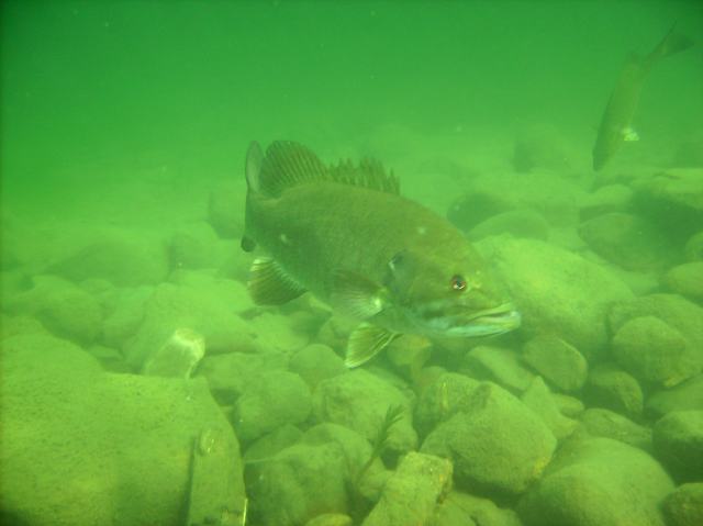 Curious bass cruised around us the entire time.