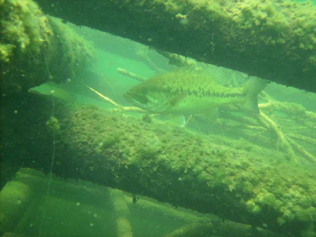 While checking out cribs on the way, bass peeked at us though logs.