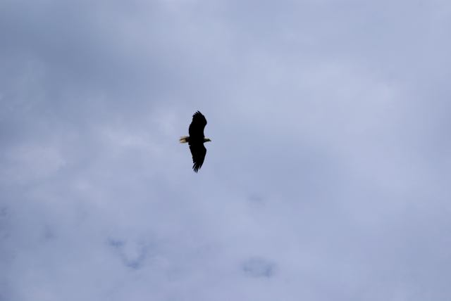 The eagle continues to hunt the parched north end of the lake.
