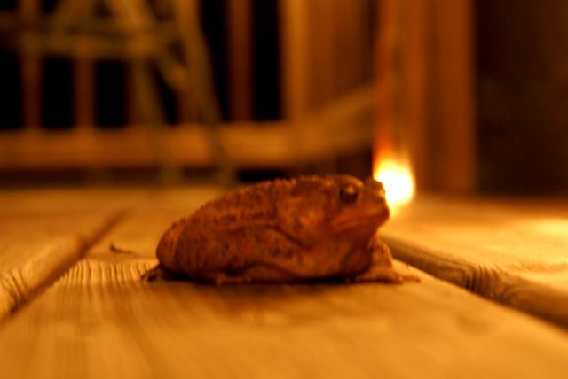 Not much later, the north side of the deck creaked under the weight of Jaba the Toad as he plopped down and feasted on bugs.  I guess that not everyone is bothered by the thick amount of insects this year.