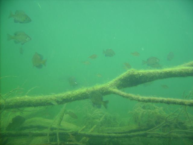 There are still fish, lots and lots of fish, on the cribs.
