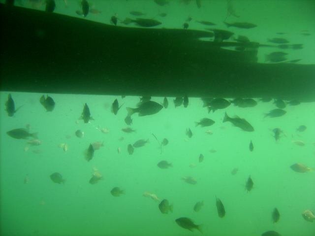 Are there any fish under the 75°F water?  Yes.