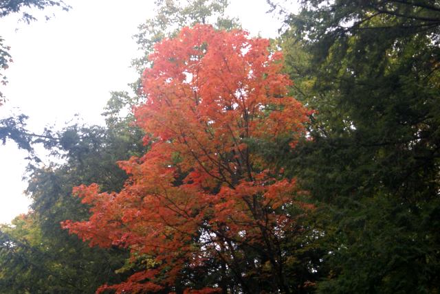 There was also a bit of evidence of Fall.  Color is about 50% and could be close to +80% by next weekend.