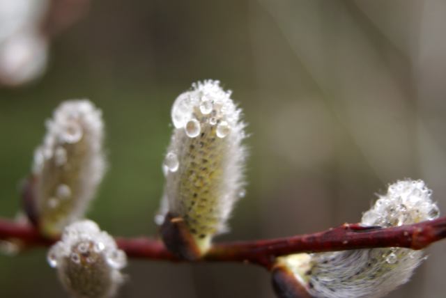 Spring.  There was spring dew on the new plant growth around the lake on Saturday morning.