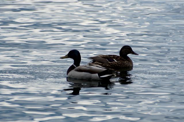 Lake Lucerne