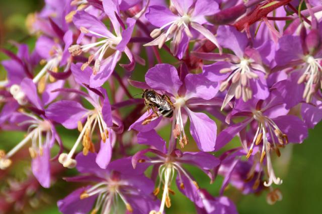 Bee!