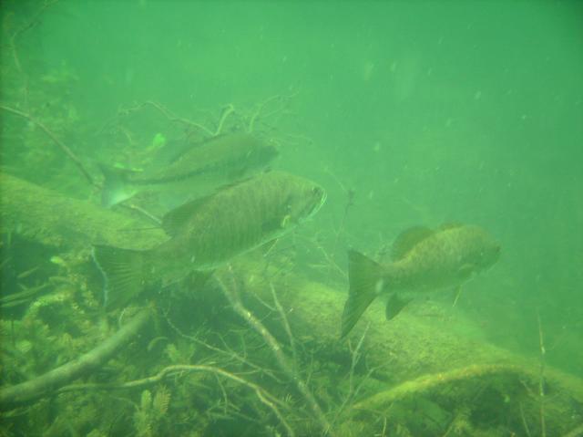 Lots of bigger fish too, mostly (all) bass.
