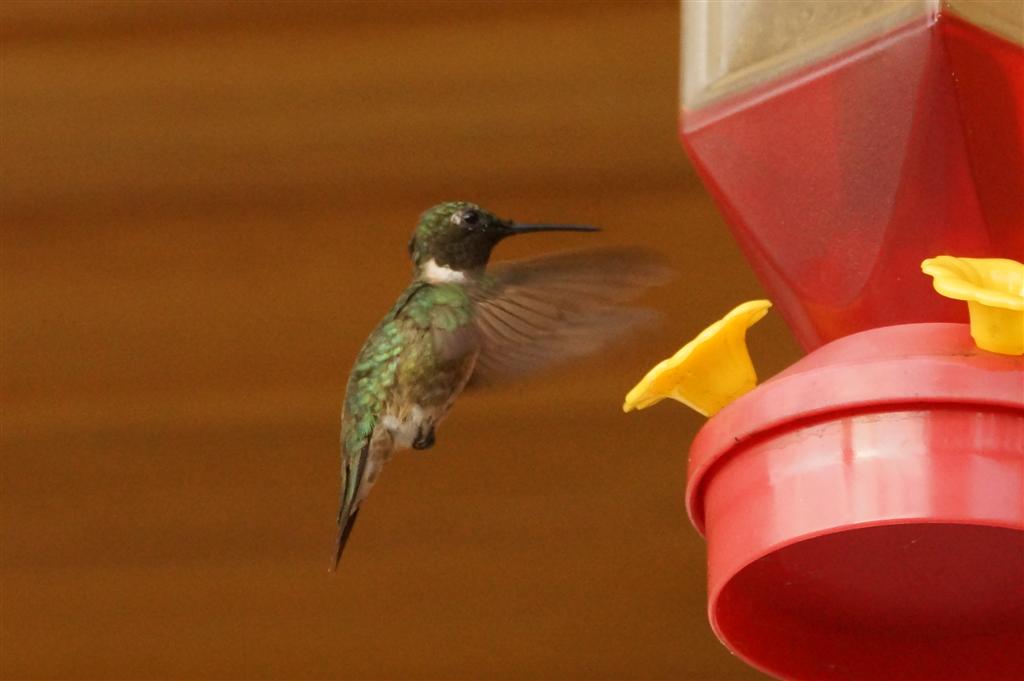 Local hummingbirds are becoming very active.  We had not seen much of the little guys for the last several weeks but now they seem to be a constant presence near the feeder