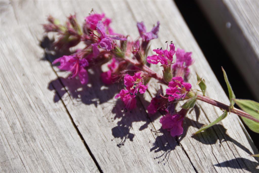 Purple Loosestrife (Lythrum Thymifolia)!  A small infestation was being dealt with in the creek and shoreline near the bar.  It's easy to identify the alien weed by the purple flower, the leaf pairs are opposite each other and the stem is square.  If you see any on your property, get rid of it sooner rather then later.  It can quickly take over, crowding out native species and, worse yet, passer byes  might suspect that you are a closet Minnesoda Vikings fan.  Oh, the horror.