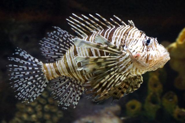 The fish in the giant aquarium behind the check-in at the Mirage never fail to impress.