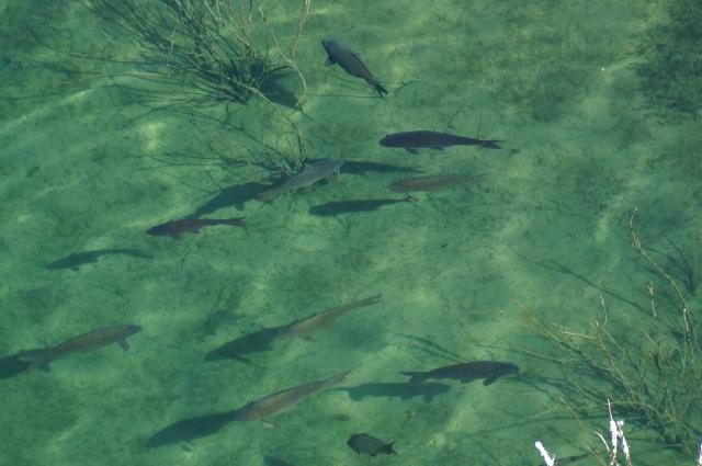 Zooming in confirmed it.  There were fish.  Big 'uns.