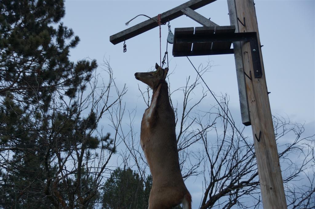 The short story is the weather got warmer and some deers got shot.  I especially liked the "the kick is up, it's good!" hanging pose of the deer outside the bar.