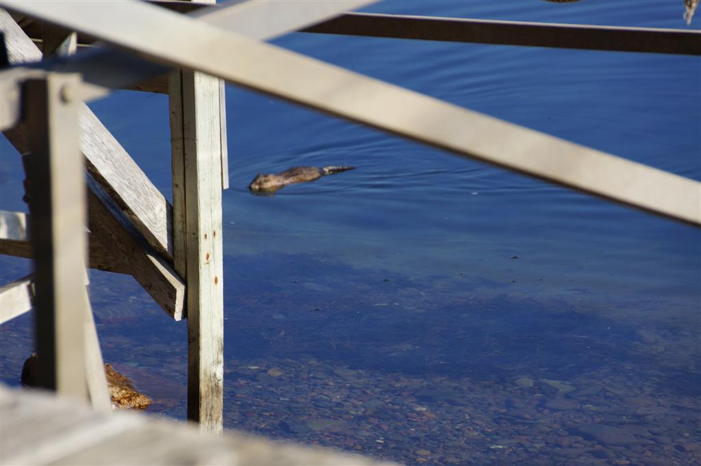 Just after the ducks, a small, aquatic mammal checked out our pier removal handywork.  Dive stuff and cameras were put away just in time to miss a B-52 flying low over the lake on its way to bomb Hiles as in days of yore.  It passed over at 1:13 PM, was low and loud.