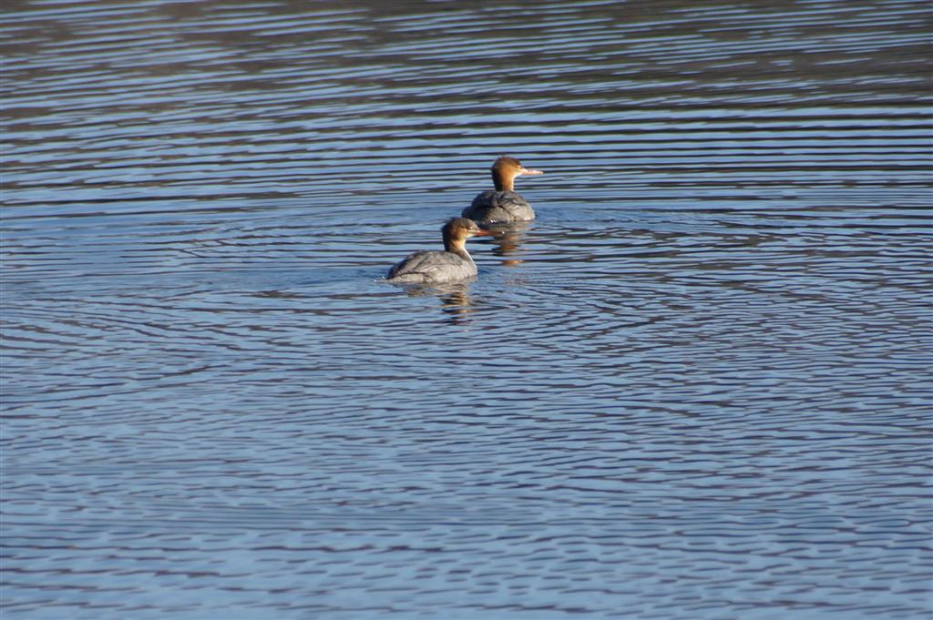 After pier removal and shivering, some diving ducks were seen gathering on and diving the north end of Lucerne.