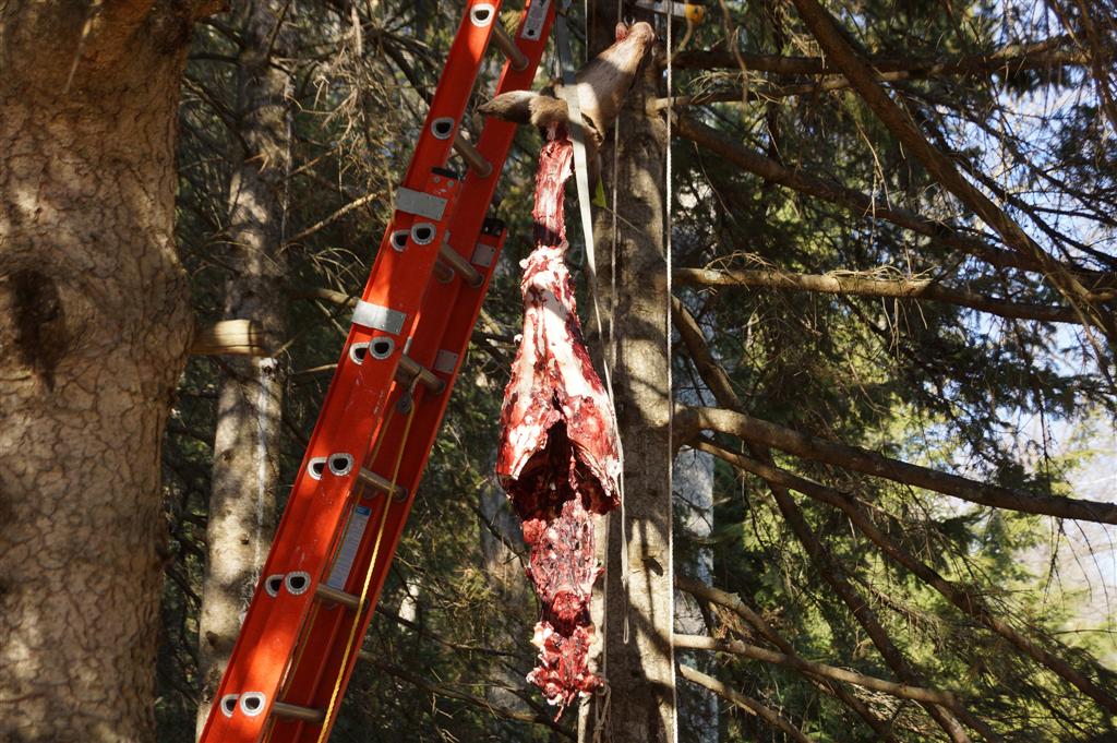 Other deer we saw were doing a meaty impression of a suet feeder.