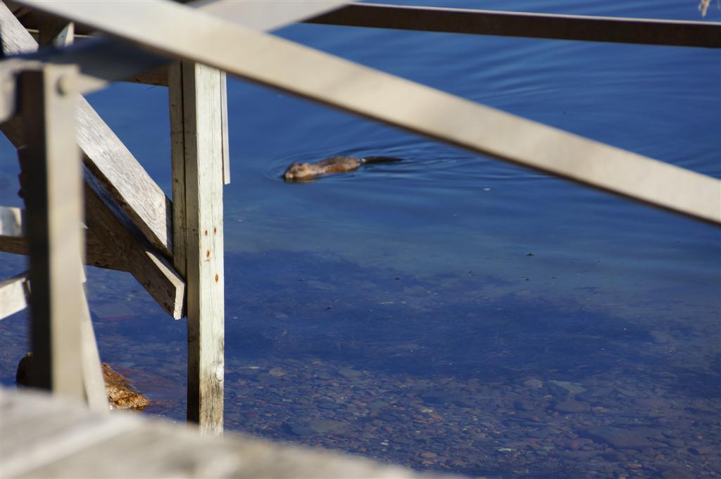 A <a href='https://en.wikipedia.org/wiki/Muskrat' class ='defaultlink2' target='_blank'>muskrat</a> checked out the pier pulled in-ness.