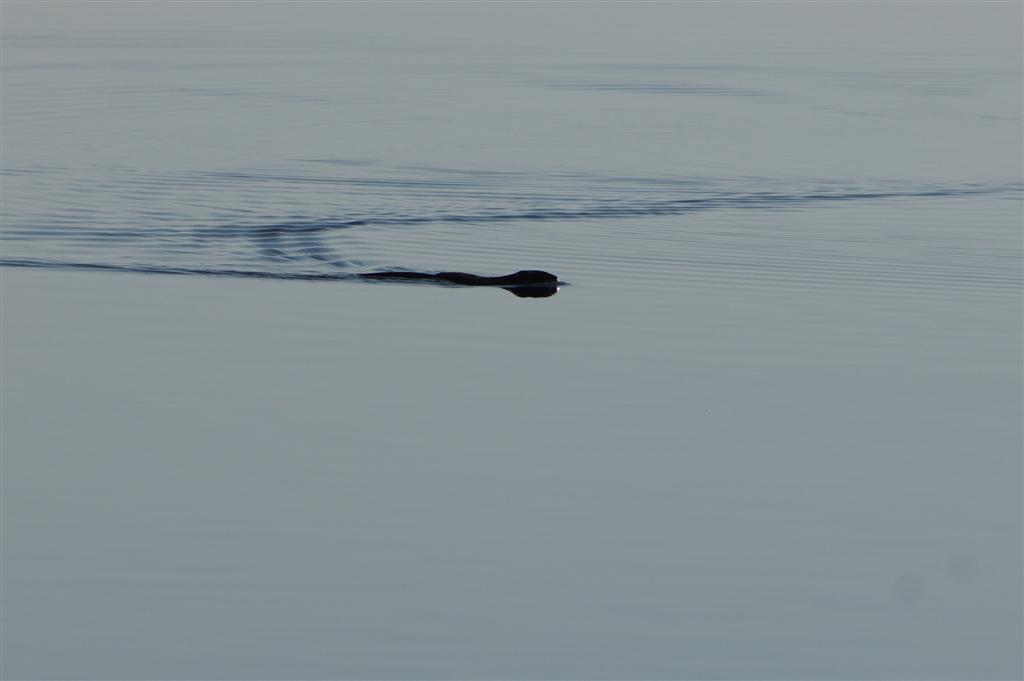 The swimming bit of eagle food seemed impervious to the cold as it worked its way down the lake's west shore over the course of the next half hour.