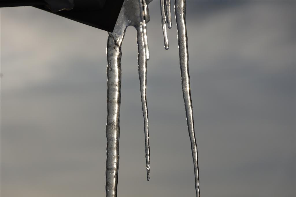 As the snow melts from roofs, trees and limbs, icicles grow down stream.