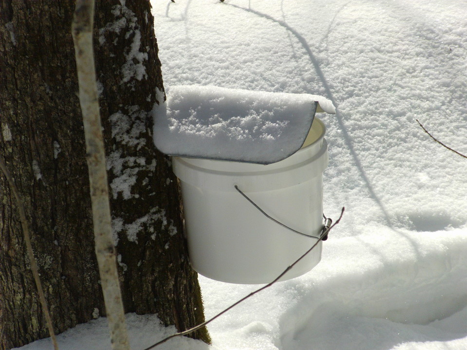 Despite the snow and cold, it was determined to be the time to hole those maples (and add spiles, buckets and lids).