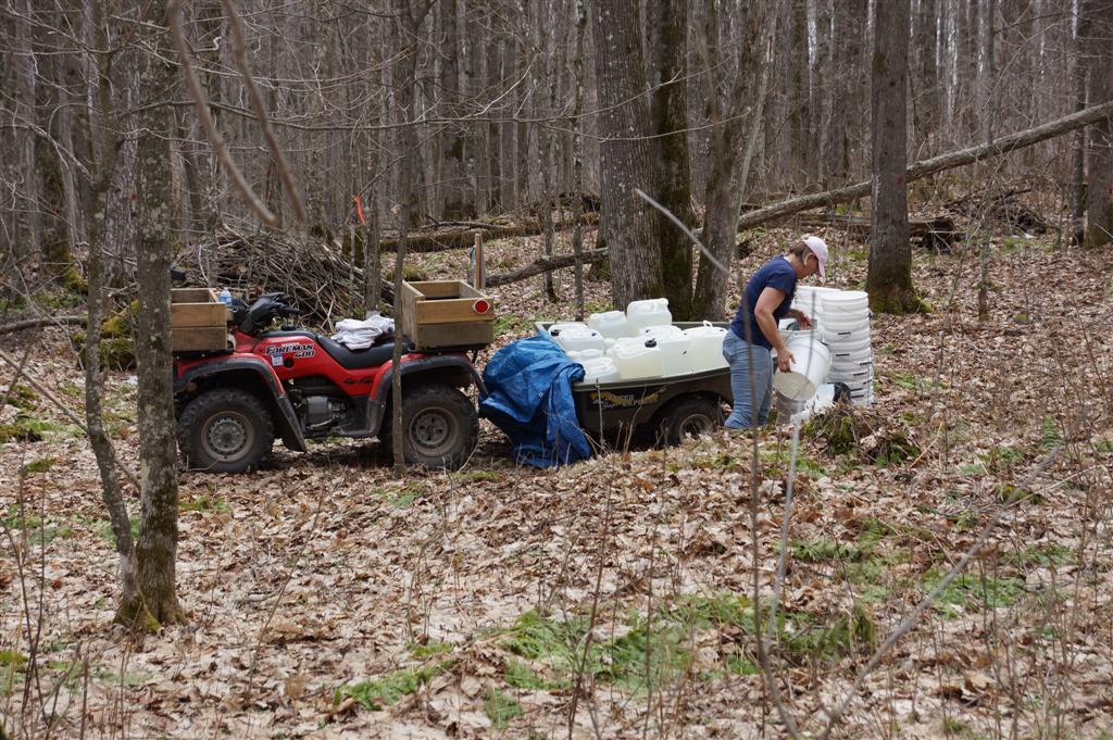 The last bucket and sap was pulled and poured from the woods on Monday.