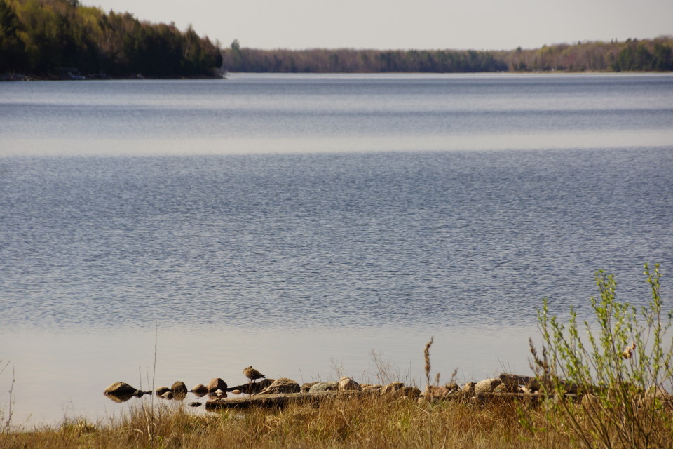 Rocks are starting to slip under the rising waters of Lake Lucerne.  That rising water is cold too, 54°F last Sunday.