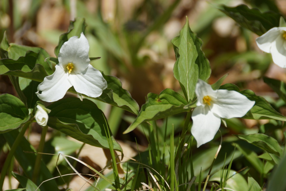 The white flowers are peaking and should dominate the forest floor for another week or so.