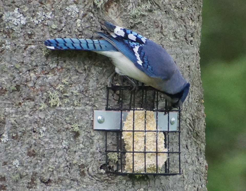 Song birds are out and are, at times, louder than the spring peepers.  Some are also blue.