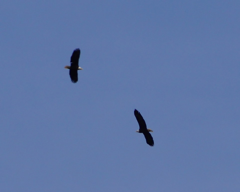 A pair of eagles have been circling the north end of the lake all week.