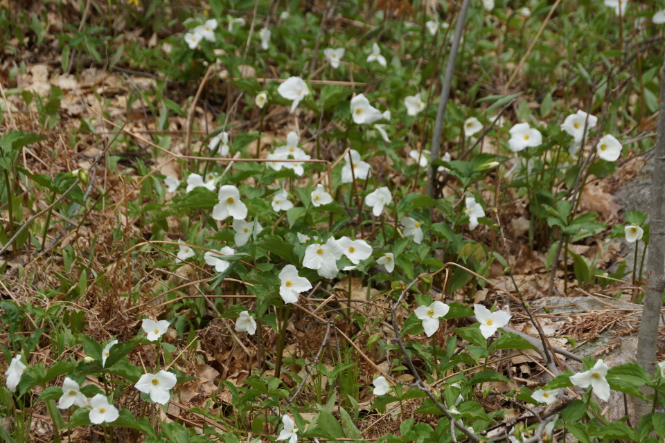 Large tracks of trillium are pretty much everywhere.