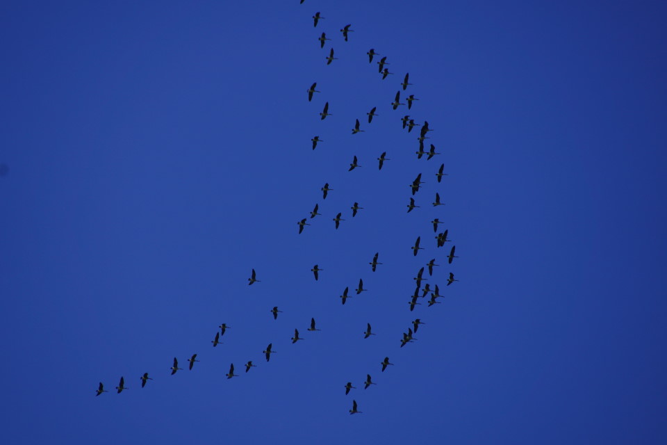 It's been a cold Spring.  As if to underscore the lack of heat, a flock of geese, belatedly heading North, have been honking up the lake this week.
