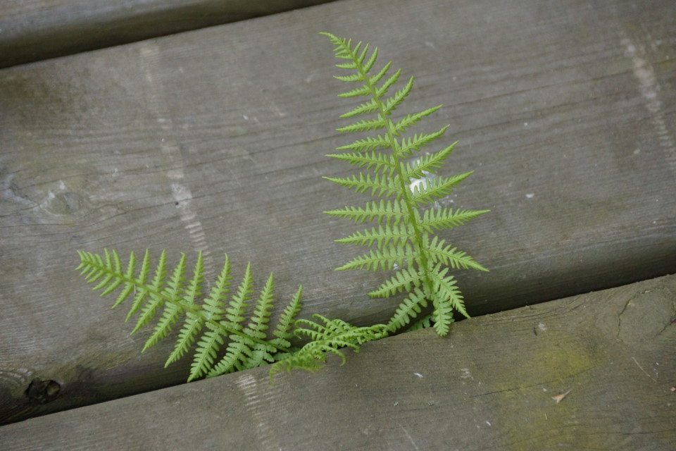 The cool, wet weather is evidently good for ferns.  They're everywhere.  The forest floor is thick with 'em.