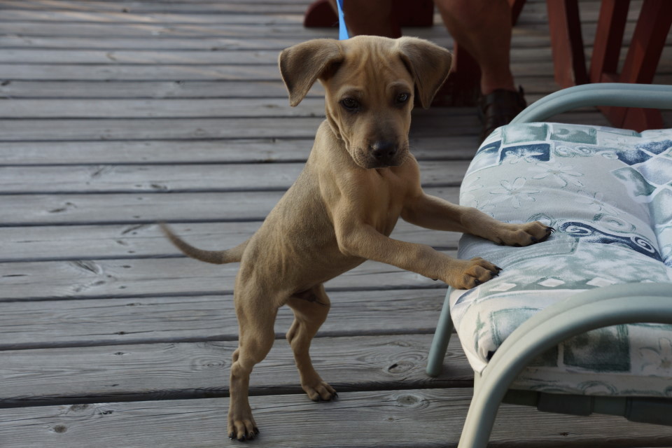 The July 4th/5th bar night started innocently enough with a puppy visit.