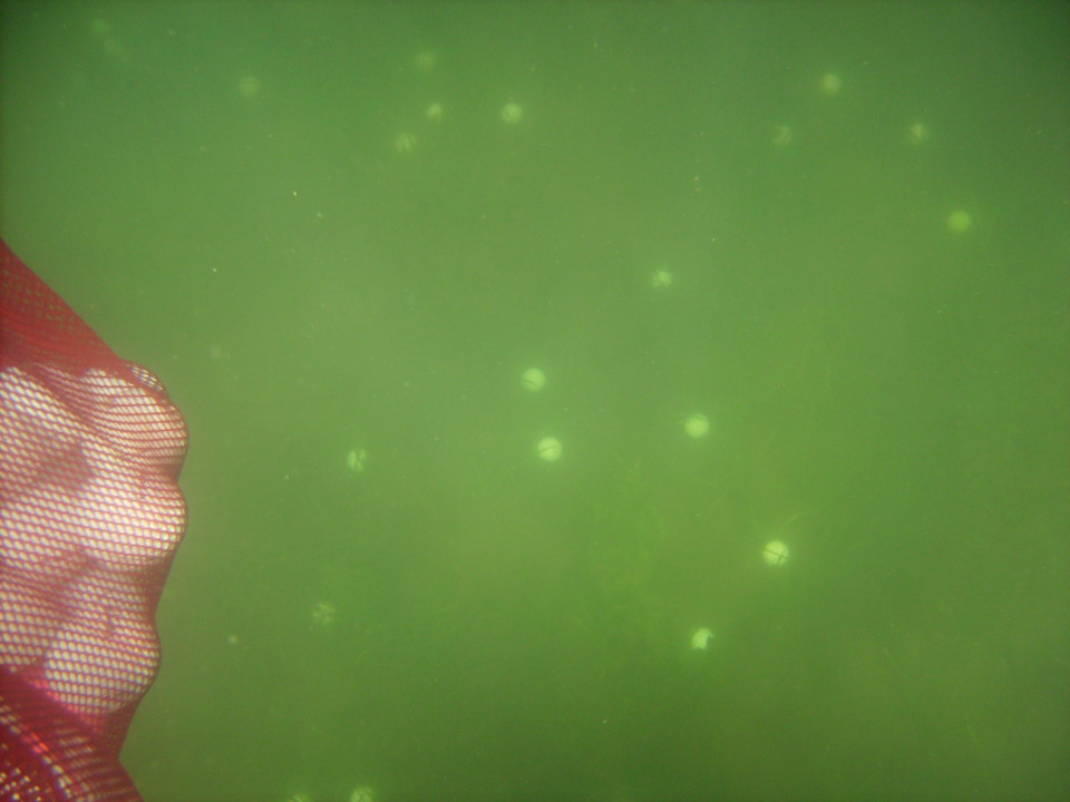 Golf balls were chipped into the lake.