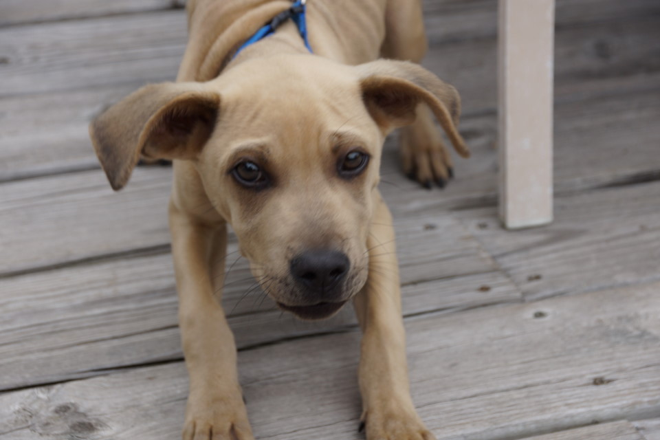 The celebrations at bar night started with a puppy and ended around midnight.
