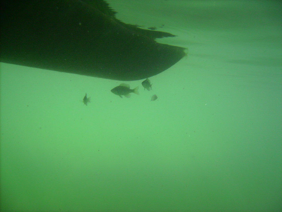Note that if you are seeing the raft in a webcam image or in the first photo on this page, there are almost always fish under the pontoons.