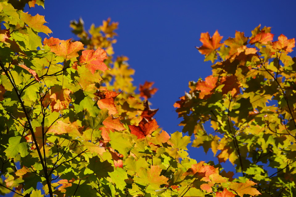 There's still plenty of green left. I don't think we'll be able to make that boast by the end of next week.