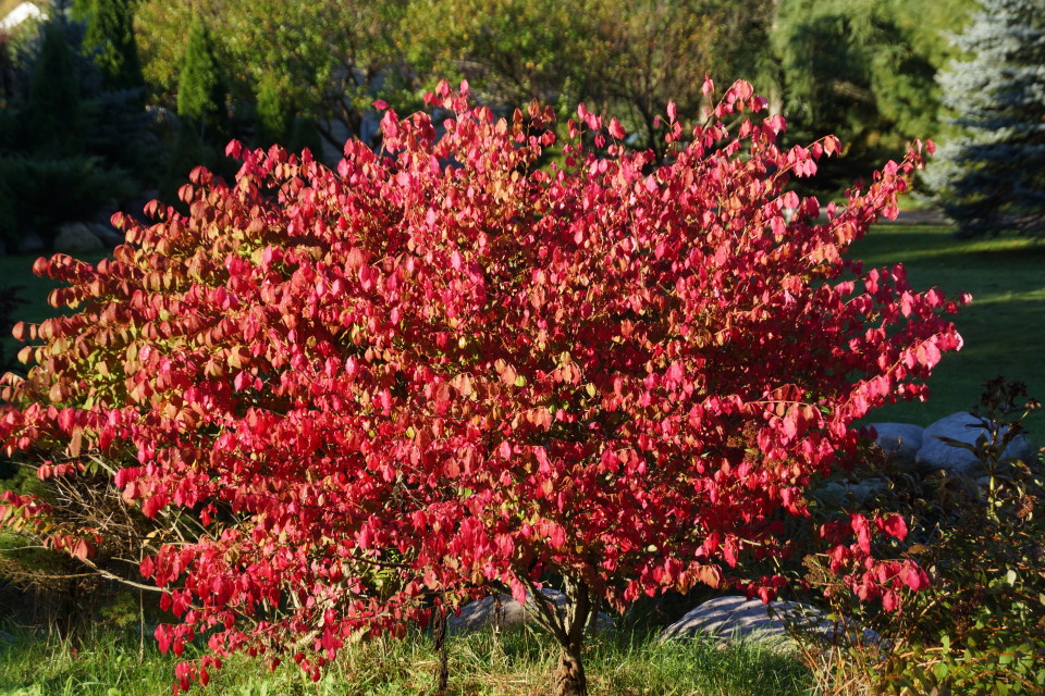 Fall colors are mostly here.  The estimate for color went from 35% to 50% from the start to the end of the week.