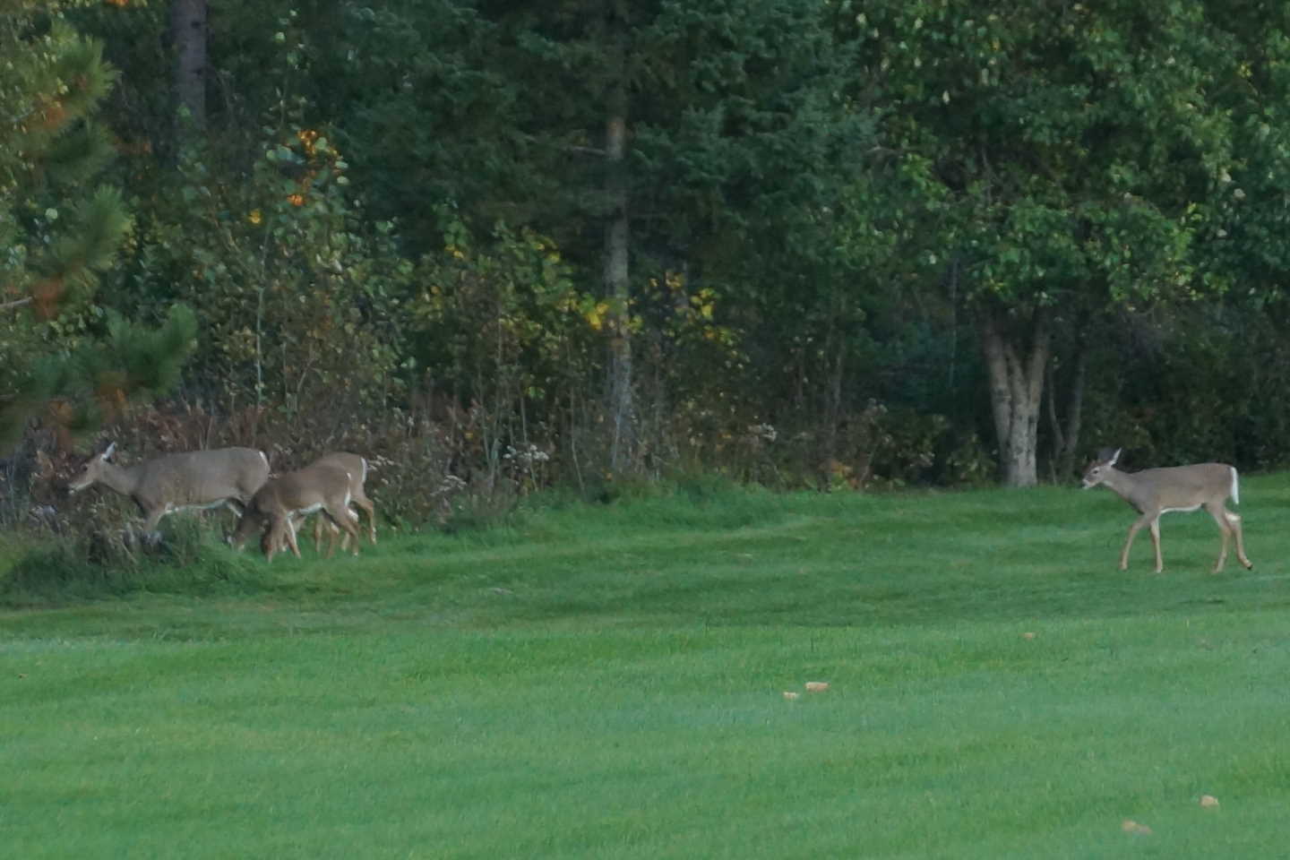 Deer are seemingly more plentiful in the woods, on the golf course or taking "naps" on the roadside.  Be extra careful driving in the evening.  Just before a deer goes down for a "nap" they have been known to dent bumpers and crumple hoods.