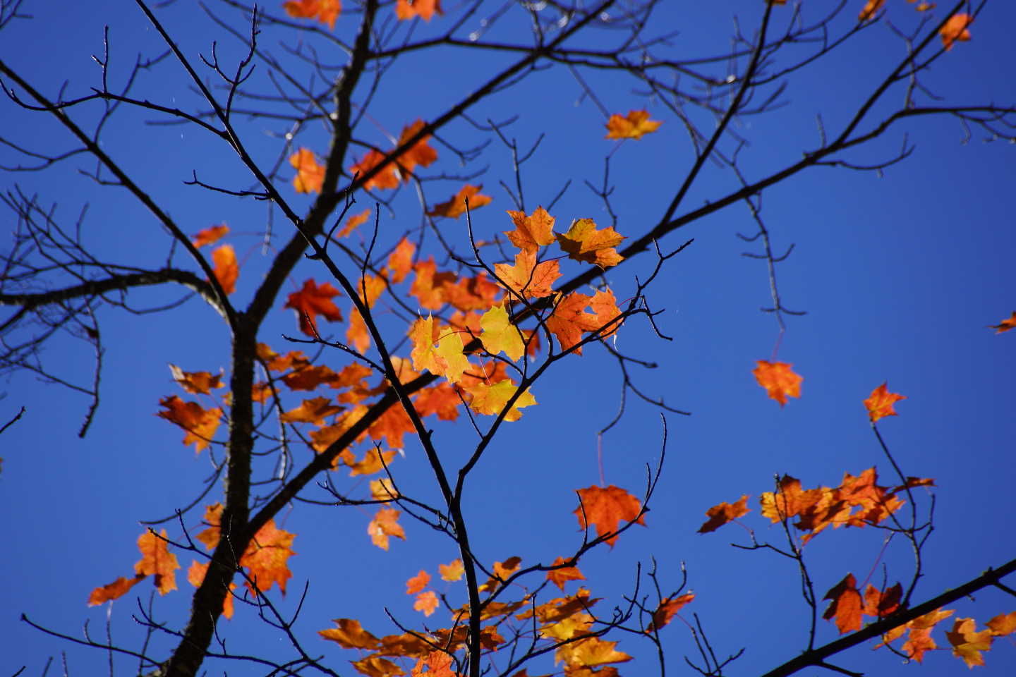 Most of the leaves are on the ground.  A few hangers-on still decorate the maples.