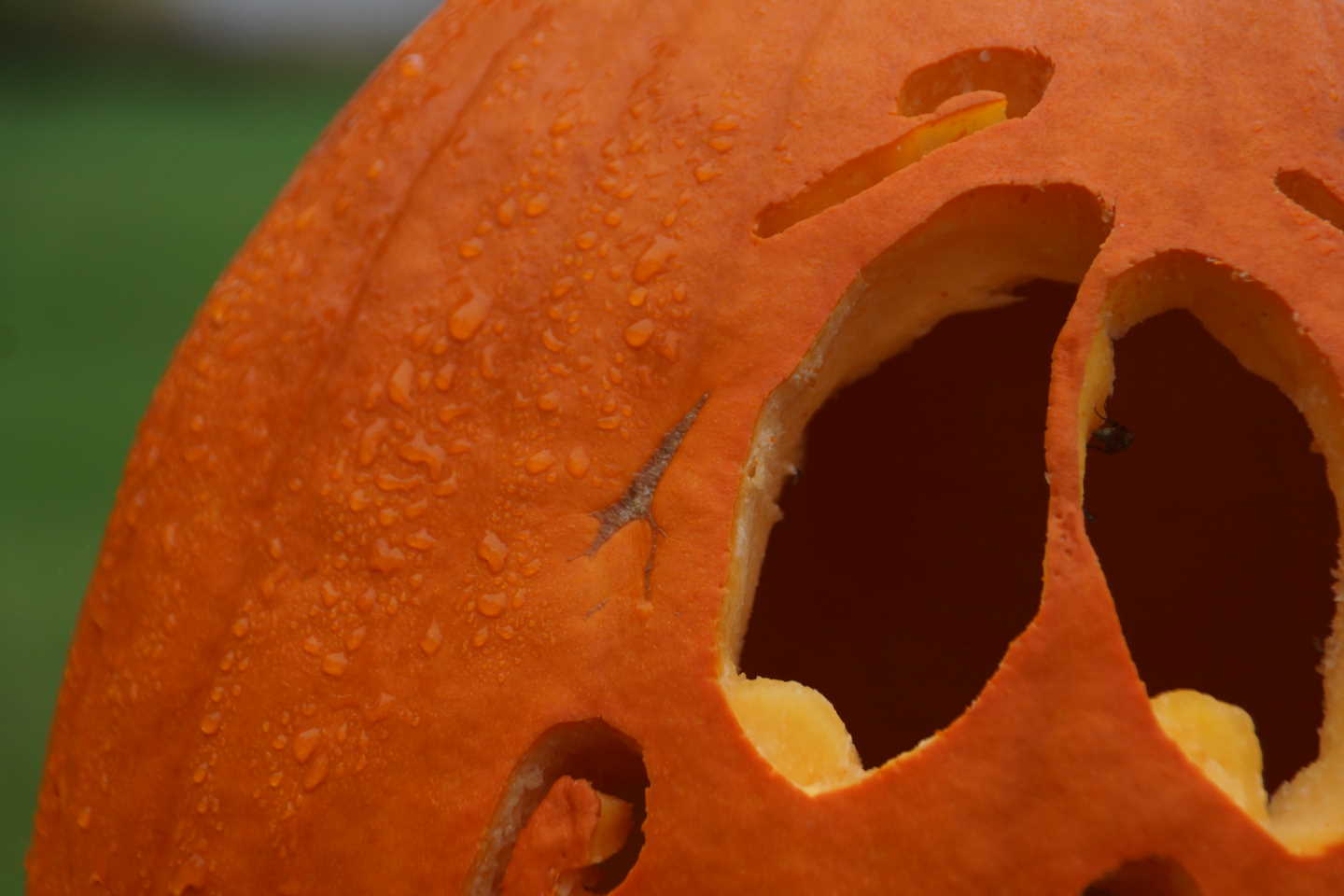 During several mornings last week there was frost on the pumpkins.  That's fine, it's that time of year.  There was rain on them during many of the days! That's great!  The lake needs rain.