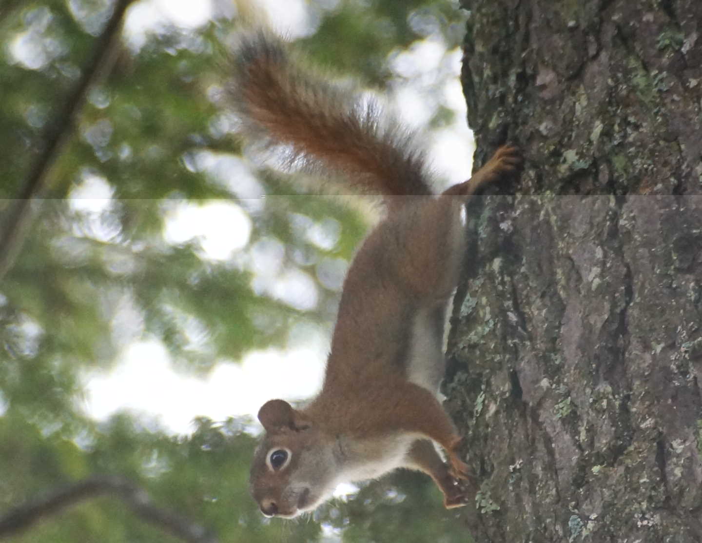 The local lazy squirrels were left untaunted all week.  Taunting them makes 'em tough and deer hunting is about a month away.